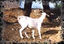 Chèvre de Kabylie